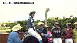 2019 Emerald Downs Ostrich Race [upl. by Suolkcin]