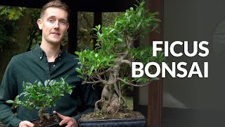 Ficus Bonsai tree care [upl. by Ariaet]