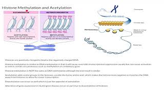 Histone Methylation and Acetylation [upl. by Anaehs]