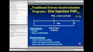 Estrus Synchronization in Heifers and Cows [upl. by Aelram]