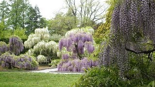 The Art of Wisteria [upl. by Yesnyl]