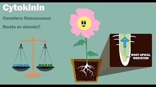 PLANT HORMONES  Auxin Gibberellin Cytokinin Ethylene Abscisic Acid [upl. by Oilenroc857]