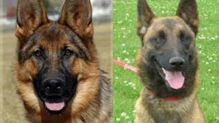 Berger Belge Malinois VS Berger Allemand [upl. by Sumahs414]