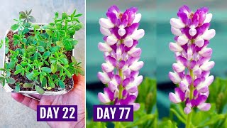 How to GROW LUPINS from SEEDS With All CARE Tips 113 Days UPDATES [upl. by Denny]