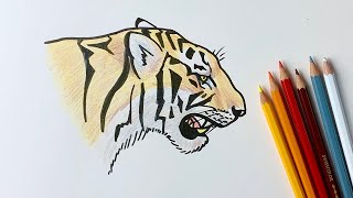 How to draw a tiger roaring [upl. by Bicknell799]