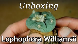 Unboxing Lophophora williamsii [upl. by Oigres527]