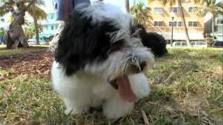 Dogs 101 Havanese [upl. by Eeroc]