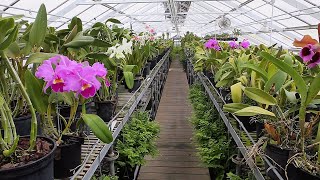 Virtual Tour of the Longwood Orchid Houses [upl. by Naibaf517]