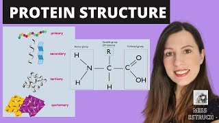 PROTEIN STRUCTURE Amino acid structures Primary secondary tertiary and quaternary proteins [upl. by Mickey885]