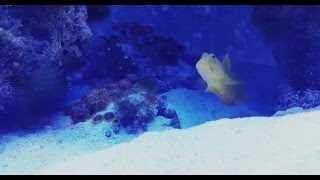 Tiger pistol shrimp sound with yellow watchman goby [upl. by Eirellav735]