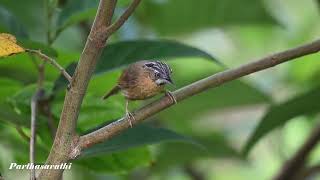 Greythroated babbler [upl. by Schaaff]