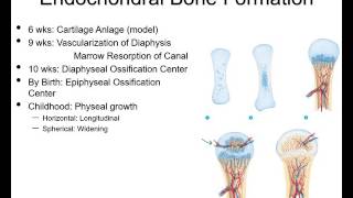 Fracture healing and repair pt 1  basic science [upl. by Notrem]