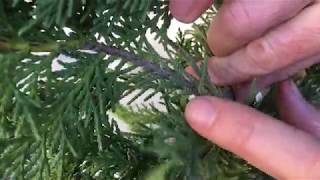 Growing Leyland Cypress Trees From Cuttings [upl. by Parshall122]