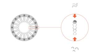 What is a micelle [upl. by Aymer]