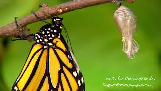 Butterfly Metamorphosis  How Caterpillars Turn Into Butterflies [upl. by Anaitsirc]