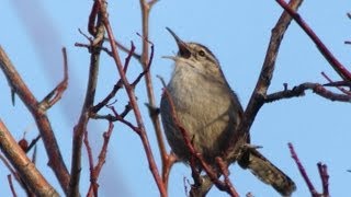 Bewicks Wren [upl. by Manfred]