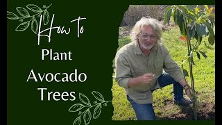 How to Plant Avocado Trees [upl. by Assirt]