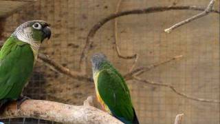 Parrot Facts  Green Cheek Conure aviary [upl. by Benny416]