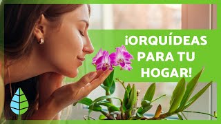 10 TIPOS de ORQUÍDEAS 🌸 Nombres y Características [upl. by Assirec]