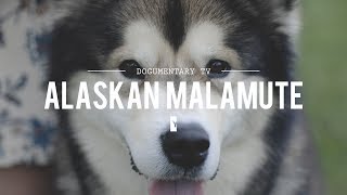 ALL ABOUT ALASKAN MALAMUTES THE HEAVY DUTY SLED DOG [upl. by Aineg]