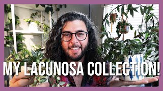 My Hoya lacunosa Collection  Hoya Haul but make it lacunosa [upl. by Atteloc]