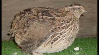 How much noise do quail make What do they sound like [upl. by Eleanor]