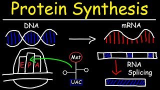 Transcription and Translation  Protein Synthesis From DNA  Biology [upl. by Daph124]