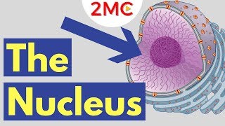 What is the Nucleus  Nucleus Structure and Function [upl. by Nadine247]