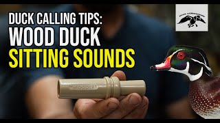 Wood Duck Calling Tips Sitting Sounds [upl. by Pfister]