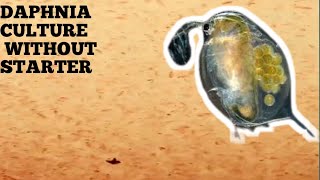 HOW TO CULTURE DAPHNIA NATURALLY WITHOUT A STARTER [upl. by Rekrap879]