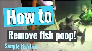 How to remove fish poop from aquarium [upl. by Emiatej]