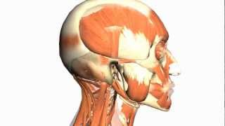 Skull tutorial 1  Bones of the Calvaria  Anatomy Tutorial PART 1 [upl. by Ettevroc]