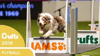 Flyball  Team Final  Crufts 2018 [upl. by Braynard]