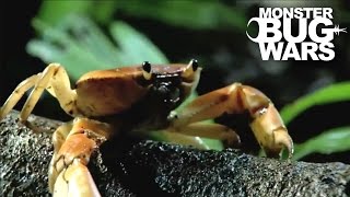 Army Ants vs Rainforest Land Crab  MONSTER BUG WARS [upl. by Stoddart]