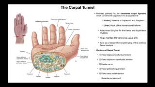 Anatomy amp Contents of the Carpal Tunnel [upl. by Dinsdale]