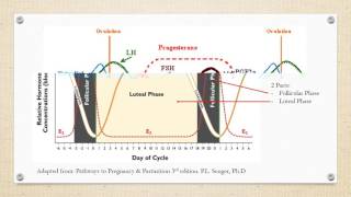 Estrous Cycle of Cattle [upl. by Braeunig743]