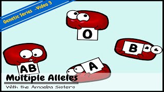 Multiple Alleles ABO Blood Types and Punnett Squares [upl. by Ysteb]