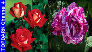 10 Tipos de Rosas increíblemente Bellas [upl. by Cave]