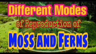 Different Modes of Reproduction of Moss amp Ferns [upl. by Nellir975]