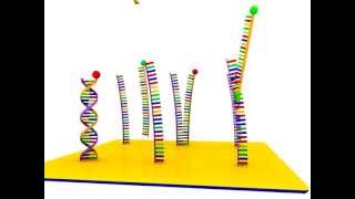 DNA Microarray [upl. by Eentrok458]