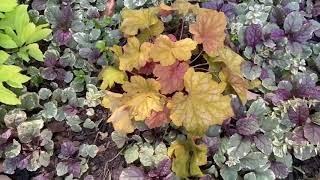 Plant Review Heuchera Champagne [upl. by Rehpotsyrk]