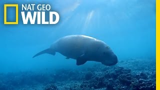 The Dugong the Oceans Vacuum Cleaner  Wild Egypt [upl. by Elyod]