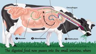 Nutrition in Ruminants  Nutrition in Animals  Chapter 2  Digestive System of a Ruminants [upl. by Nylirem799]