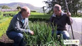 How To Grow Shallots the easy way [upl. by Ecaidnac]