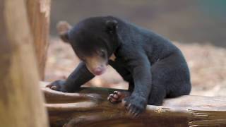 This baby sun bear being just a little bit clumsy is the most adorable thing ever [upl. by Yolane]