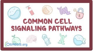 Common cell signaling pathway [upl. by Aidiruy]