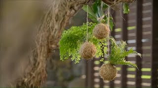 How to Make a Kokedama Tutorial  Mitre 10 Easy As Garden [upl. by Jadda464]