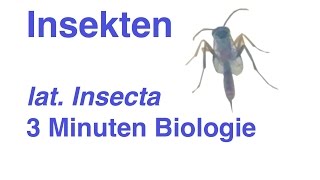 Insecta  Insekten  3 Minuten Biologie [upl. by Uriisa]