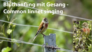 Bluthänfling mit Gesang  Common linnet singing  Carduelis cannabina [upl. by Attalanta]