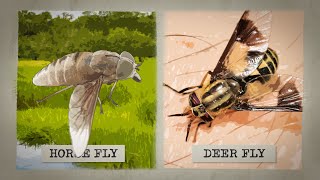 The Biting Truth about Horse Flies [upl. by Moitoso]